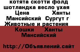 котята скотти фолд шотландка весло ухая     › Цена ­ 3 000 - Ханты-Мансийский, Сургут г. Животные и растения » Кошки   . Ханты-Мансийский